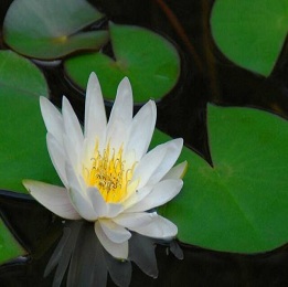 White Lotus Absolute Oil